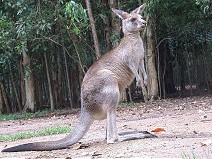 Kangaroo II